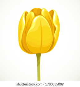 Yellow tulip flower bud profile view isolated on white background
