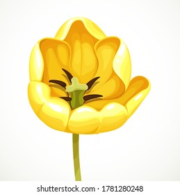 Yellow tulip flower open getting isolated on white background