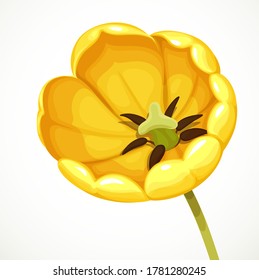 Yellow tulip flower as open as possible getting top view isolated on white background
