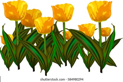 Yellow tulip flowers on white background. 8 March card. International Women's Day vector illustration. Traditional greeting floral card elements. 