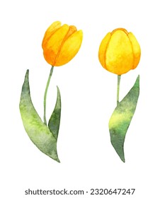 Yellow tulip flowers.Watercolor botanical illustration in a simple style.Flower for creating cards, invitations, Valentine's Day, weddings, sales and other events. Hand drawn illustration.