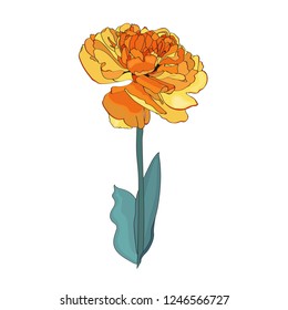 Yellow tulip isolated. Vintage vector botanical illustration.