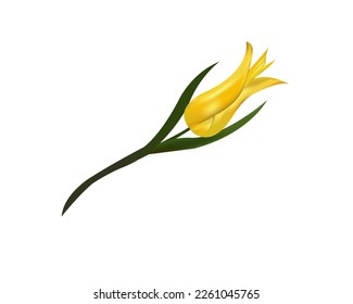 Yellow tulip on a white background. isolated. Vector illustration