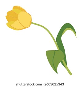Yellow tulip on white background. Stylized vector spring flower. Flat style illustration.