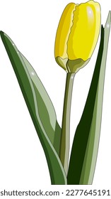 A yellow tulip stands on a white background, a yellow tulip bud with green leaves and stem on a white background. Vector. Illustration.