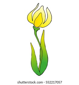 Yellow tulip. Tulip. Vector illustration of a flower tulip. Hand drawn tulip.
