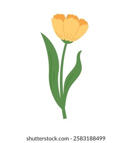 Yellow tulip vector illustration. Spring flower in hand draw style