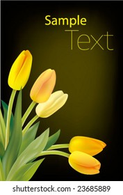 Yellow tulips