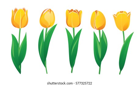 Yellow tulips