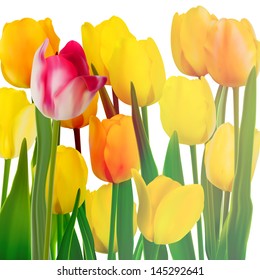 Yellow tulips card. And also includes EPS 10 vector