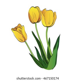yellow tulips drawn in vector