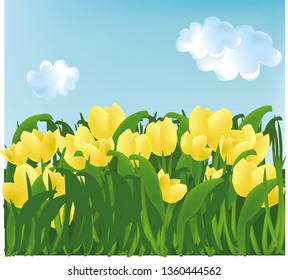 Yellow Tulips flower nature field garden with blue sky clouds background