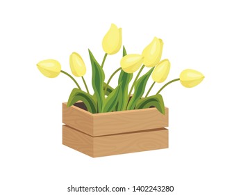 Yellow tulips grow in a box. Vector image on white background.