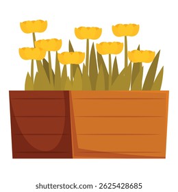 Yellow tulips growing in wooden rectangular flowerpot isolated on white
