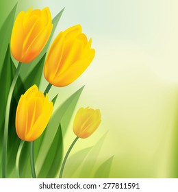 Yellow tulips isolated on backgrounds. Vector illustration