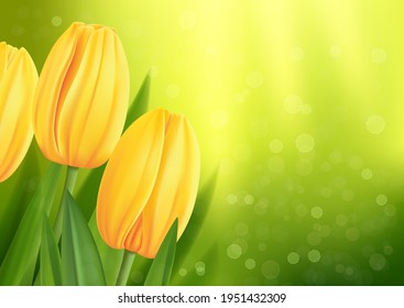 Yellow tulips on green background, flower spring, template for poster, banner, flyer, coupon and postcard.