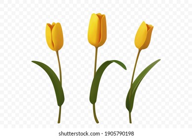 Yellow tulips on white background.