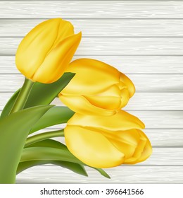 Yellow tulips on white wooden background. Image of spring season. EPS 10 vector file included