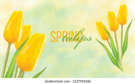 
Yellow tulips. spring background yellow pastel color. spring flowers. mothers Day. March 8