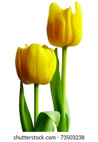 Yellow tulips (vector)