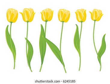 Yellow tulips. Vector illustration