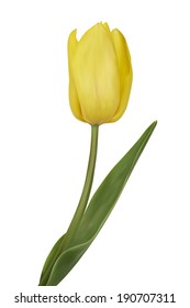 Yellow tulips. Vector illustration. Isolated on white