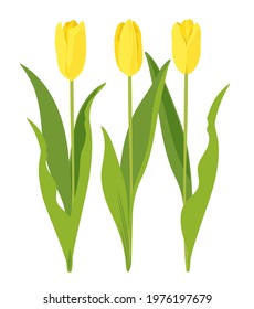 Yellow tulips, vector illustration of three flowers with leaves isolated on white background. 