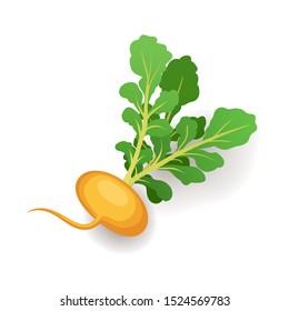 Yellow turnip with green leaves, vegetable icon isolated on white background, vector illustration