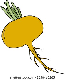 Yellow turnip on white background. Vector image.