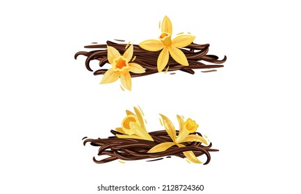 Fleur de vanille ou d'orchidée de vanille jaune avec ensemble d'images vectorielles de capsules séchées