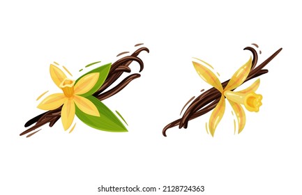 Fleur de vanille ou d'orchidée de vanille jaune avec ensemble d'images vectorielles de capsules séchées