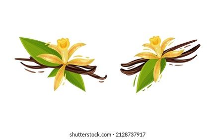 Fleur de vanille ou d'orchidée de vanille jaune avec ensemble d'images vectorielles de capsules séchées
