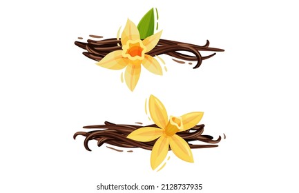 Fleur de vanille ou d'orchidée de vanille jaune avec ensemble d'images vectorielles de capsules séchées