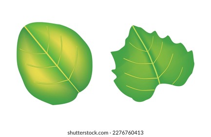 Yellow vein green leaf for your nature decoration icon