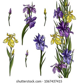 Yellow and violet realistic  iris flowers and endless floral ornament with herbs