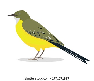 Yellow Wagtail bird - Motacilla lutea. Wagtails icon isolated on white background. Vector illustration for nature design.