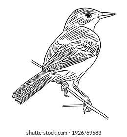 The yellow wagtail (Motacilla flava) sits on a thin branch. Vector sketch illustration for cute design, greeting cards, ornithological books and magazines.