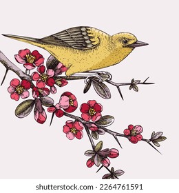 Yellow warbler sitting on blooming Japanese quince branch illustration. Small songbird vector sketch in color. Hand drawn spring card or invitation design with beautiful flowers in engraved style 