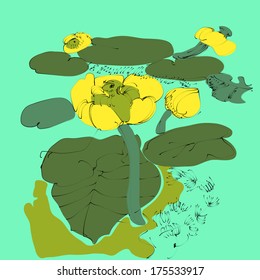 Yellow water lilies and green leaves. With algae.