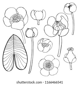 Yellow water lilies. Vector sketch illustration