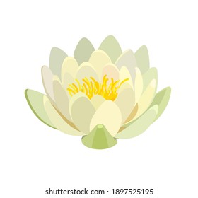 Yellow water lily or lotus flower on a white background. Vector illustration