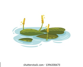 Yellow water lily pistils among the leaves. Vector illustration on white background.
