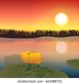 Yellow water lily in a wild pond under the rays of sunset. Vector landscape can be used in newsletter, brochures, postcards, banner.