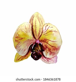 Yellow watercolor Orchid on a white background. FLOWER can be used in wedding invitations, textiles, tea, packaging paper, notebooks, napkins.