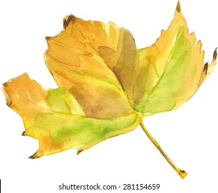 Yellow watercolour maple leaf, scalable vector drawing