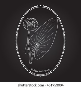 Yellow water-lily, or brandy-bottle (Nuphar Lutea), aquatic plant. Hand drawn botanical vector illustration