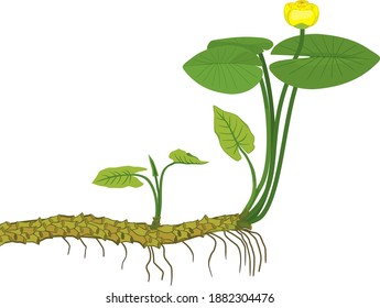 Yellow water-lily (Nuphar lutea) plant with green leaves, yellow flower and rhizome isolated on white background