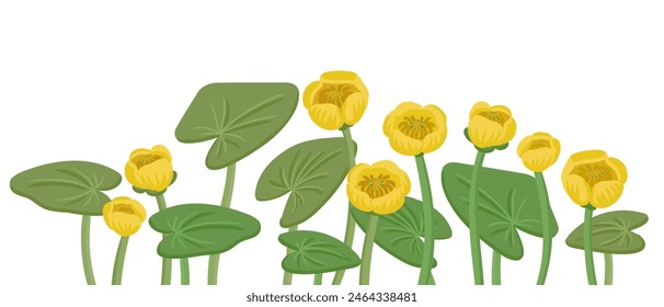 yellow water-lily, Nuphar lutea, vector drawing wild plants at white background, floral border, hand drawn botanical illustration