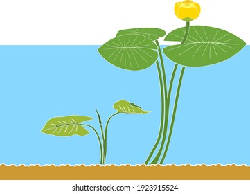 Yellow water-lily plants with green leaves and yellow flower in pond