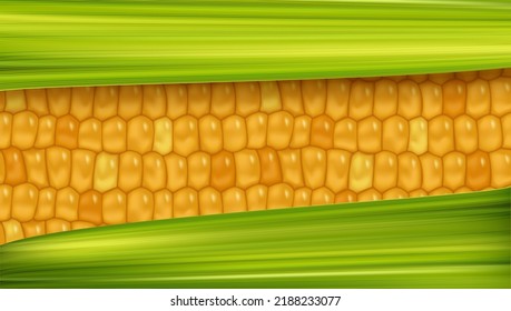 Yellow weet corn pattern between green leaf background. Fresh maize cob banner. Healthy vegetarian food vegetable vector agricultural background